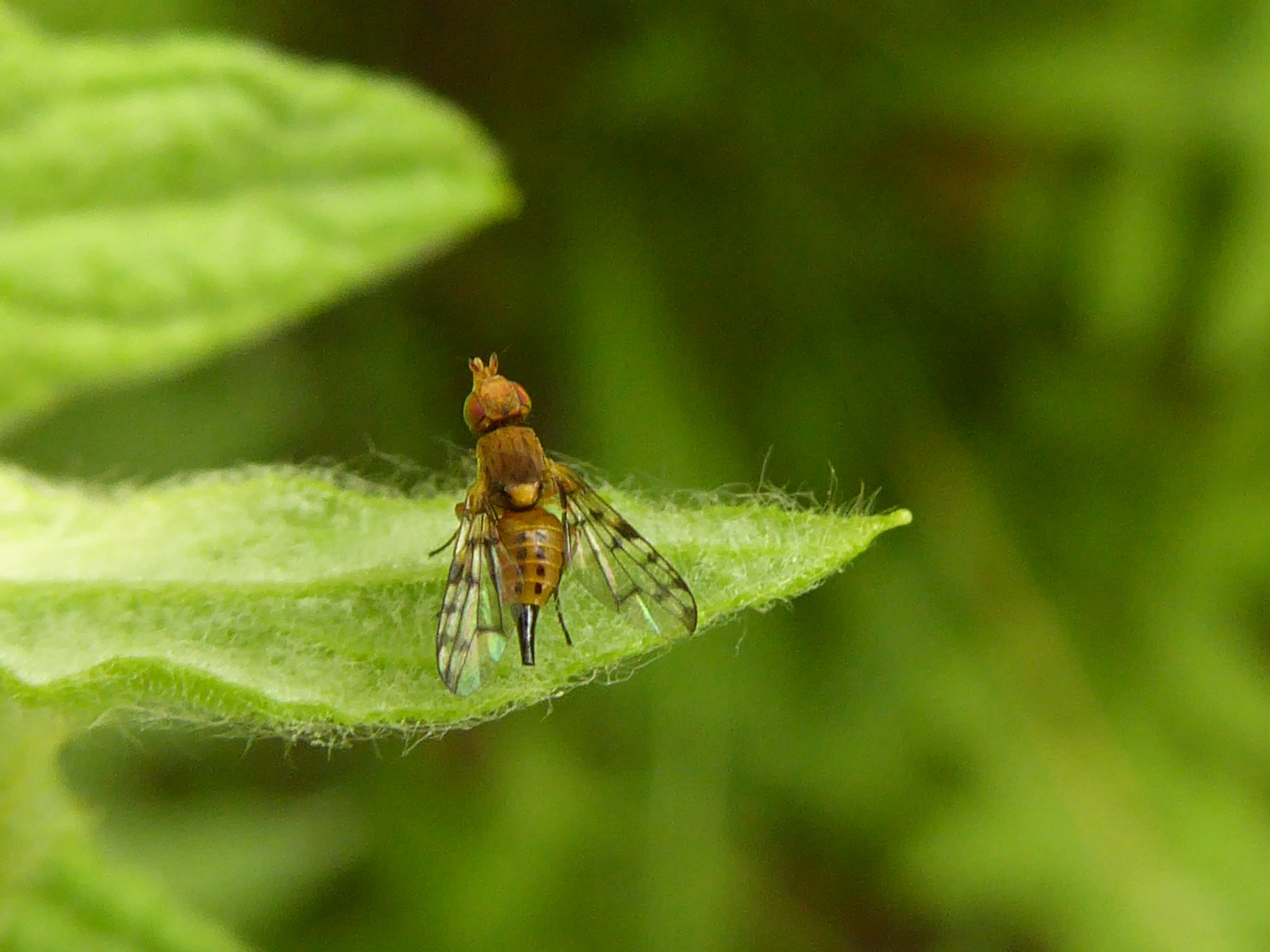 bevruchting via legboor ?